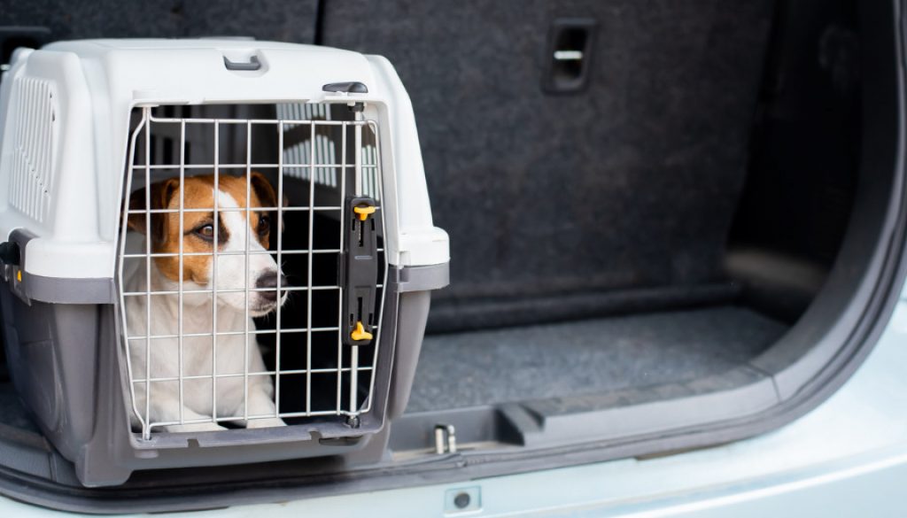 Hundebox