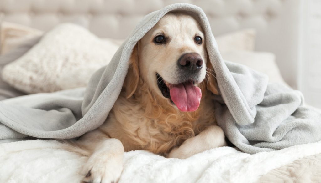 Hundedecke