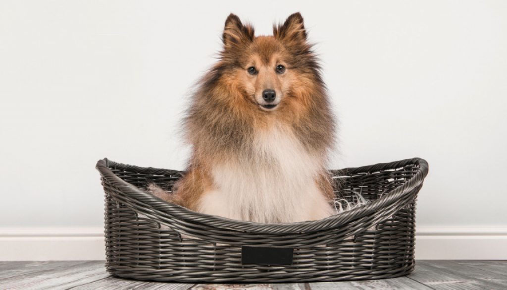 Hundekorb