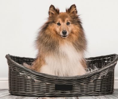 Hundekorb