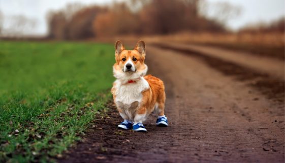 Hundeschuhe