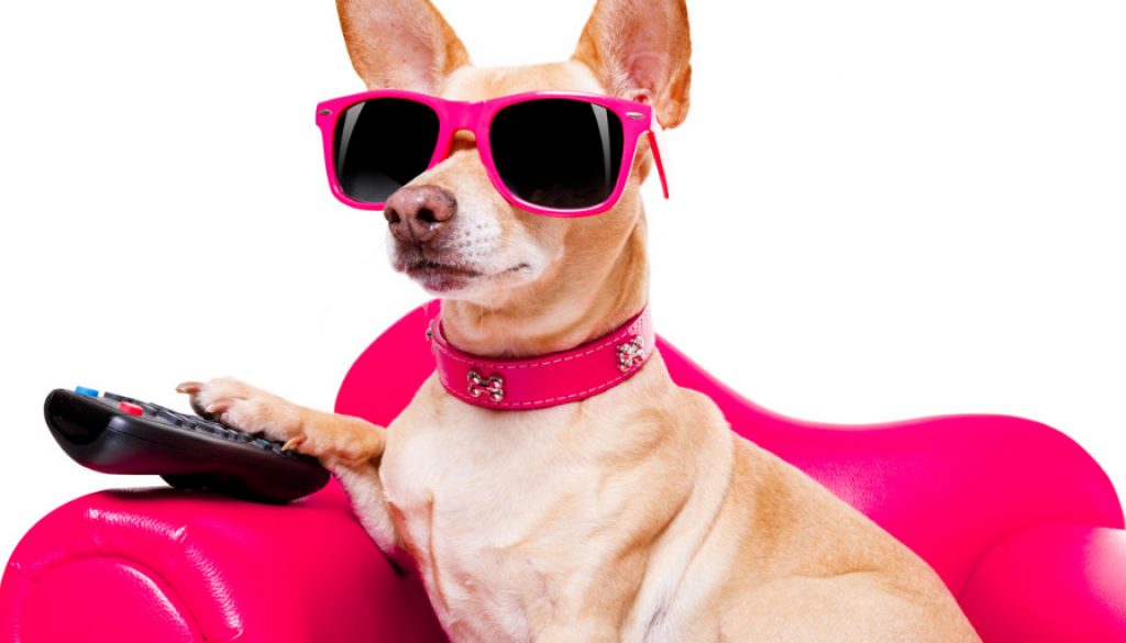 Hundesofa