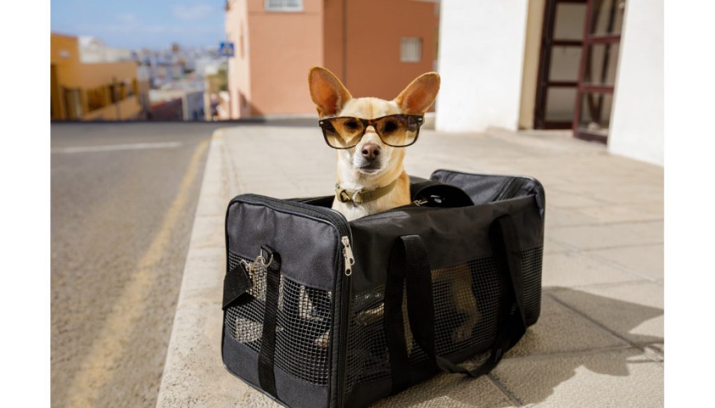 Hundetasche