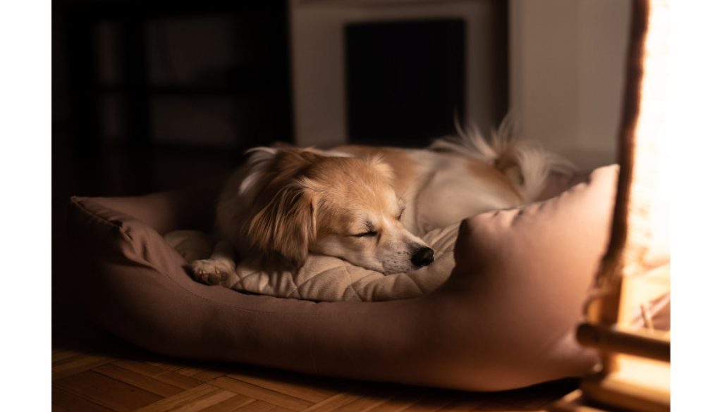 Hundebett