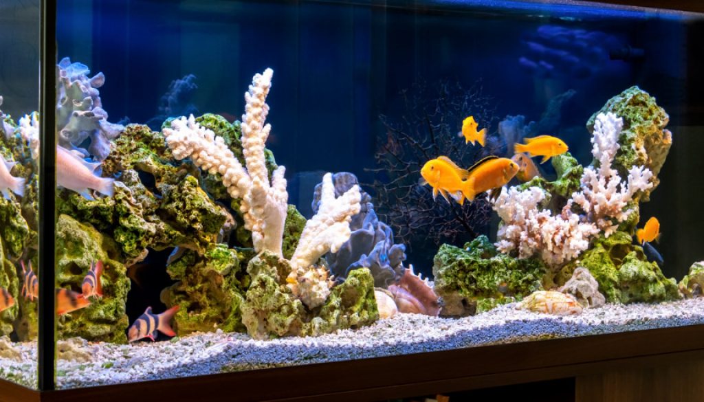 Aquarium Einrichtung