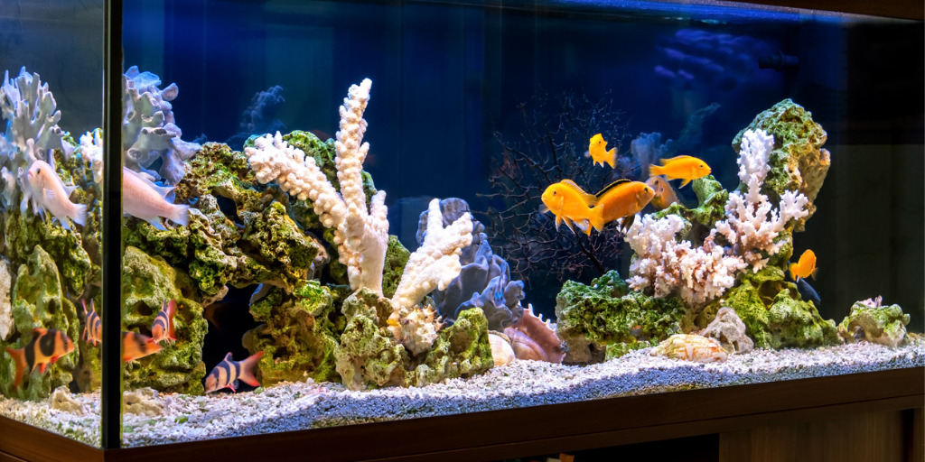 Aquarium Einrichtung