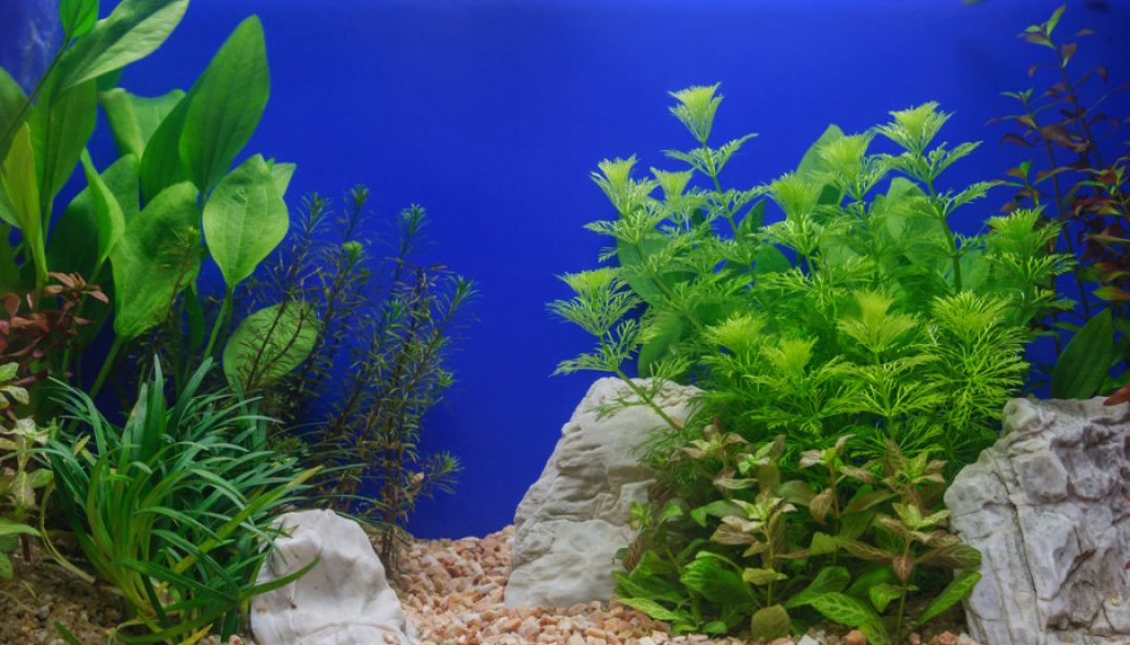 Aquarium Pflanzen