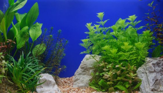 Aquarium Pflanzen