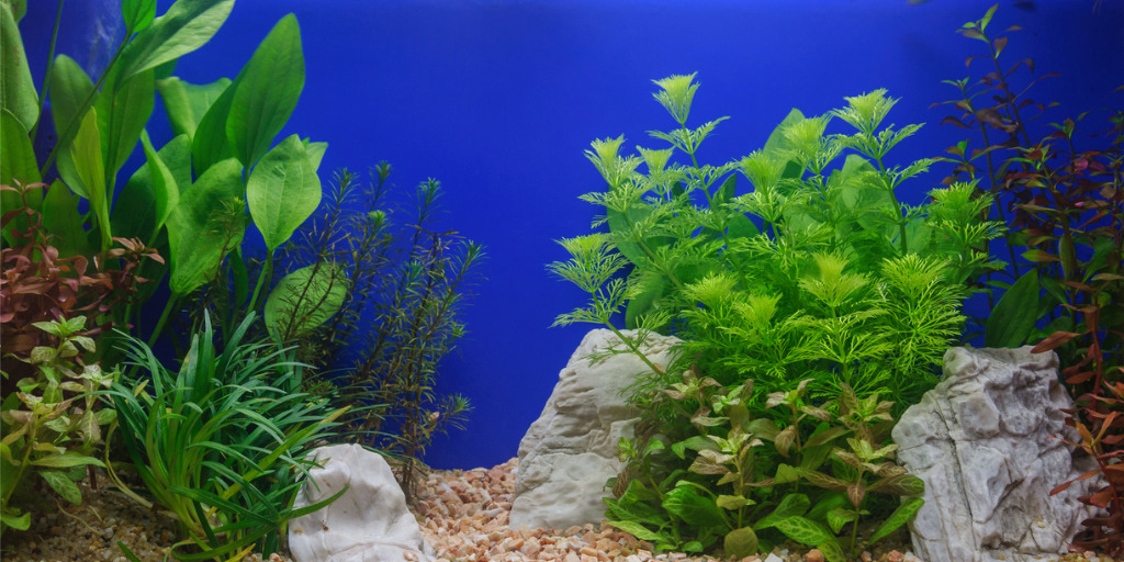 Aquarium Pflanzen