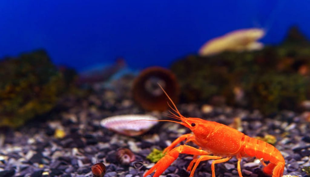 Garnelen Aquarium