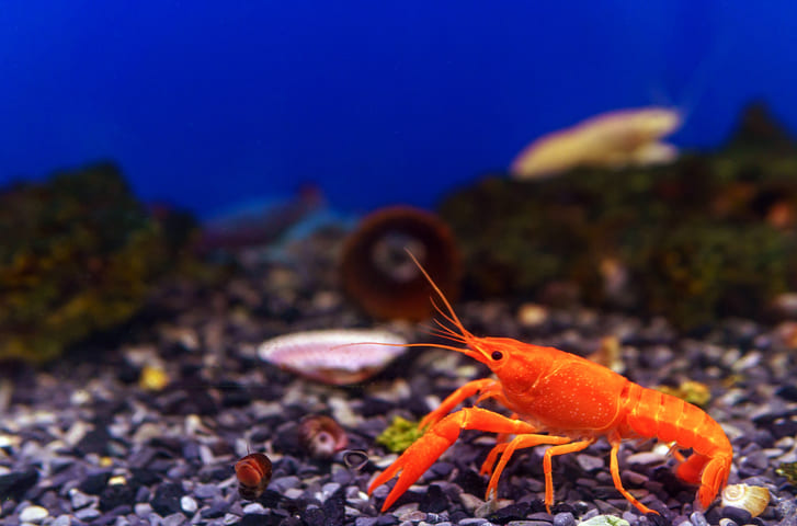 Garnelen Aquarium