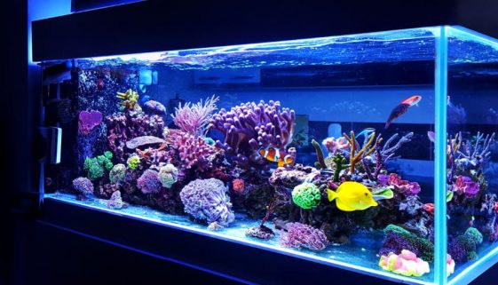 Aquarium