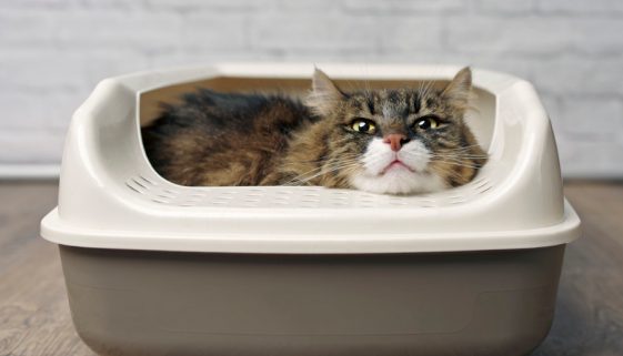 Selbstreinigendes Katzenklo