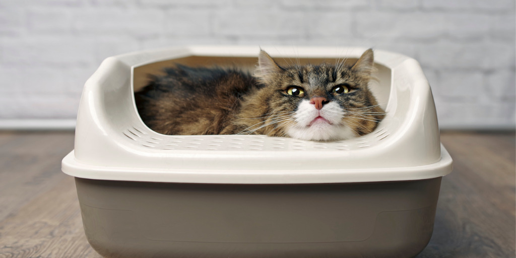 Selbstreinigendes Katzenklo