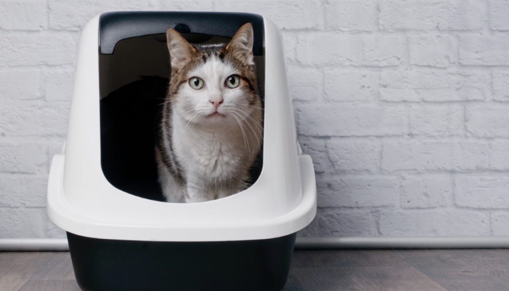 Katzenklo