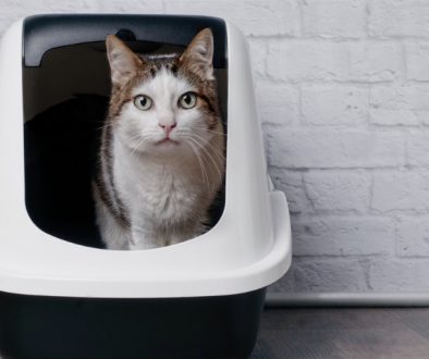 Katzenklo