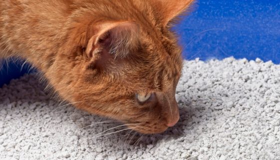 Katzenstreu mit Babypuderduft