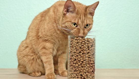 Katzen Trockenfutter