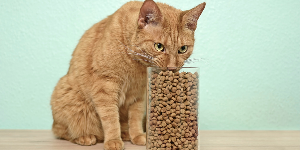 Katzen Trockenfutter